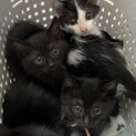 生後1ヶ月の激かわ子猫たち♡黒猫♡白黒ハチワレ