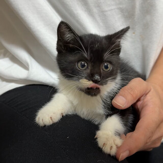 小さすぎ激かわ生後1ヶ月♡白黒と黒猫の子猫♡5兄妹