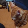 茶トラ♂三毛♀ サムネイル4