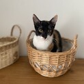 猫が大好きな少しビビりさん♥️