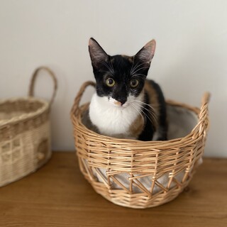 猫が大好きな少しビビりさん♥️