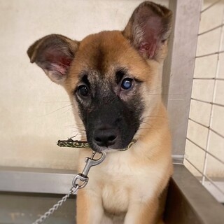 【相談中】かわいい子犬　ピーチちゃん　2ヶ月