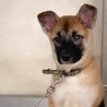 【相談中】かわいい子犬　ピーチちゃん　2ヶ月 サムネイル2