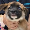【相談中】かわいい子犬　ピーチちゃん　2ヶ月 サムネイル7