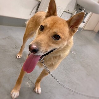 【相談中】穏やかママわんこ　メグちゃん　3-4歳