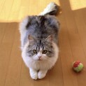 サイベリアン 男の子