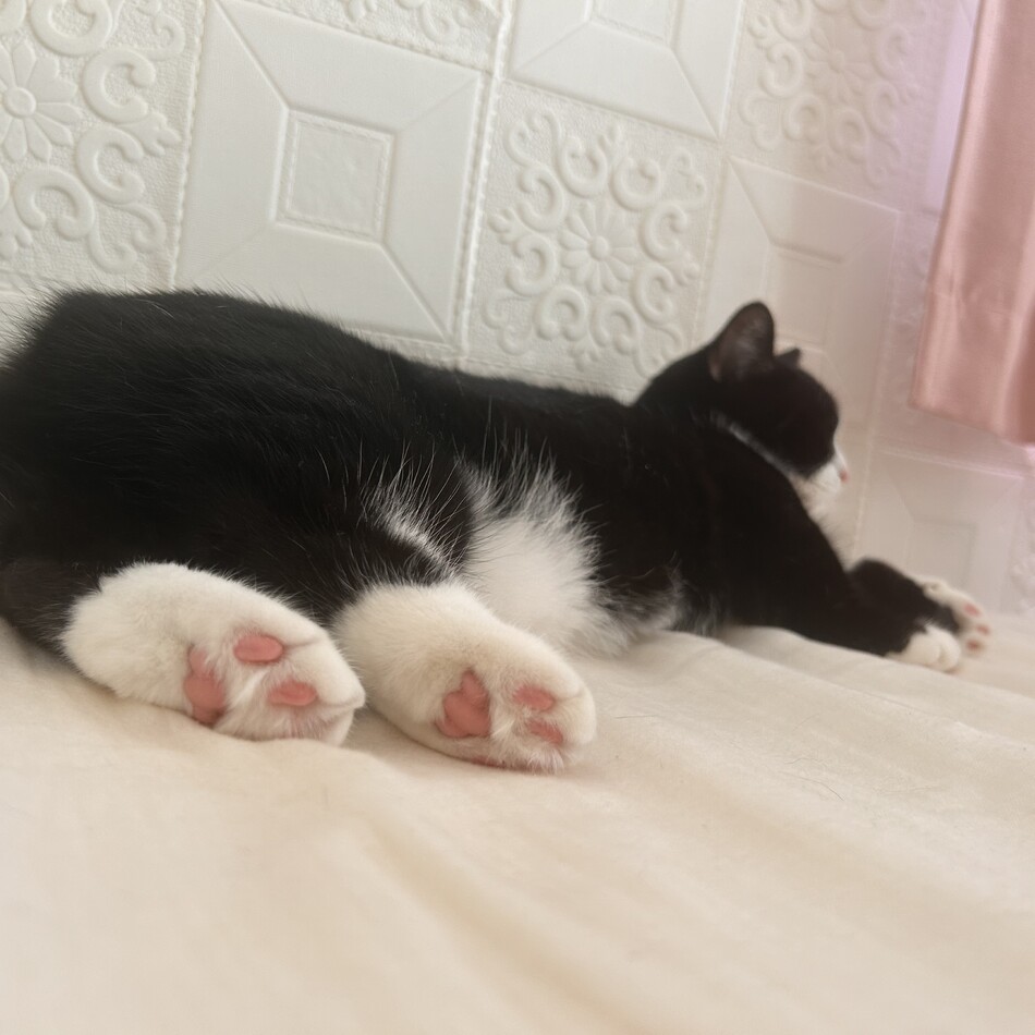 エリザベスのカバー写真