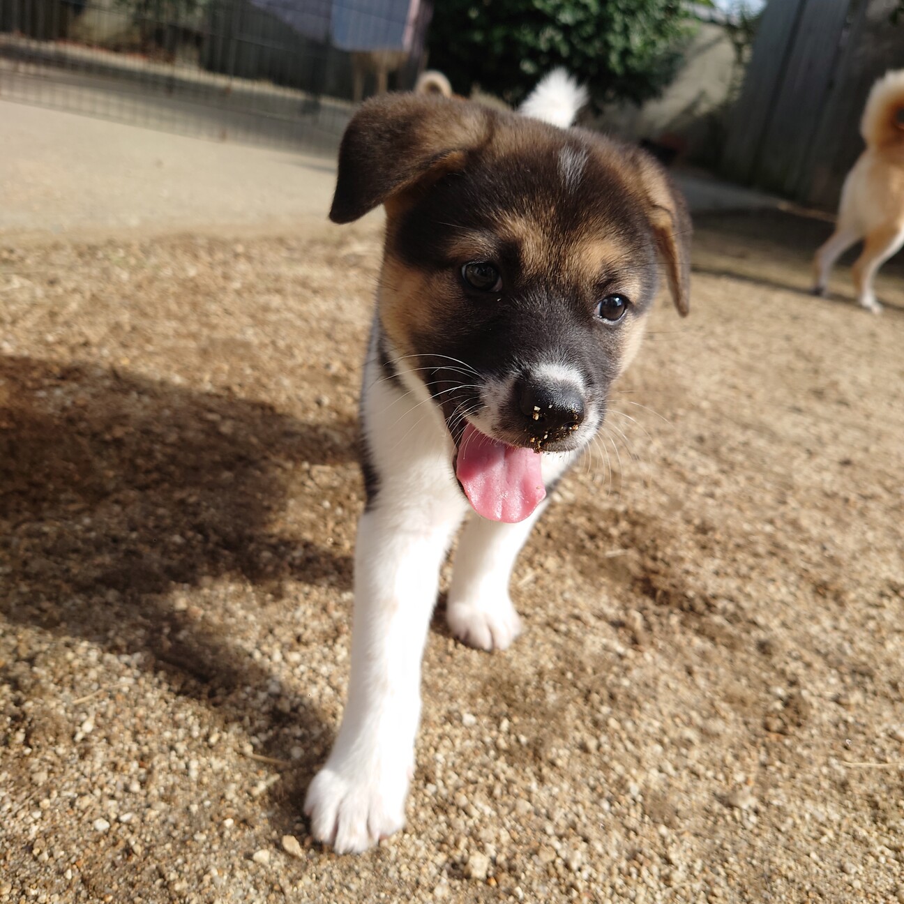 どっしり体型よ☆【しぃちゃん】」大阪府 - 犬の里親募集(504089