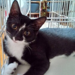 保護猫の譲渡会in春日井 サムネイル3