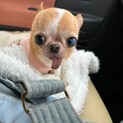 小さなスムースチワワの女の子里親募集中