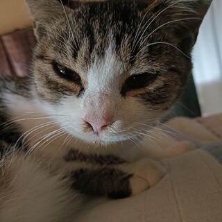 もちまるに似た楕円形のお顔　甘えん坊六ヶ月♂