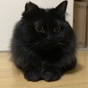 シャト11