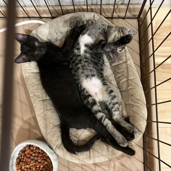 ムラタ家のカバー写真