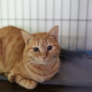 可愛い茶トラ人馴れ修行中