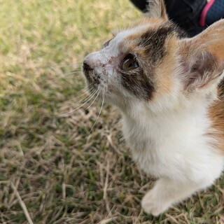 無事里親さんに繋げられました。