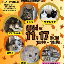 猫の譲渡会 @レンタルスペースぽぽらーと