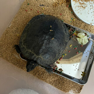 ミシシッピアカミミガメ