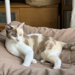 パステル三毛ブルーの瞳の美しい猫