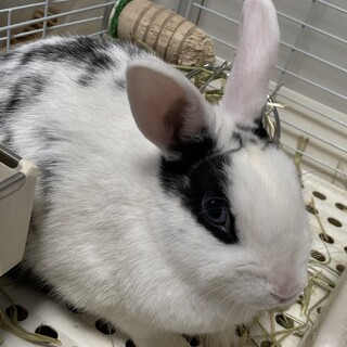 ミニうさぎ男の子