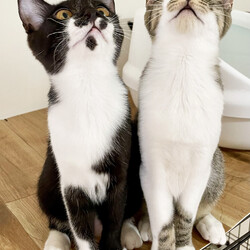 猫と遊べる譲渡会 サムネイル2