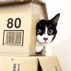 猫と遊べる譲渡会 サムネイル3