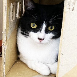 猫と遊べる譲渡会 サムネイル2