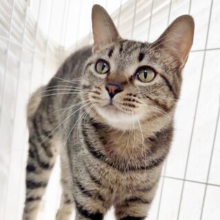 まんまるフェイスの甘えっ子❤ピノ