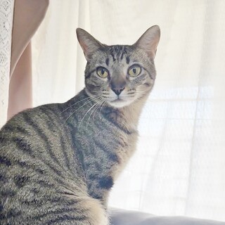 ちゅーる大好き❤リノ