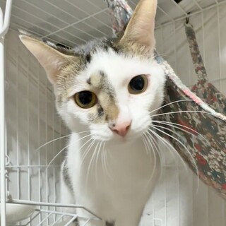 ちゅーる大好き❤くぅ太