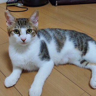 おとなし目のスリちゃん