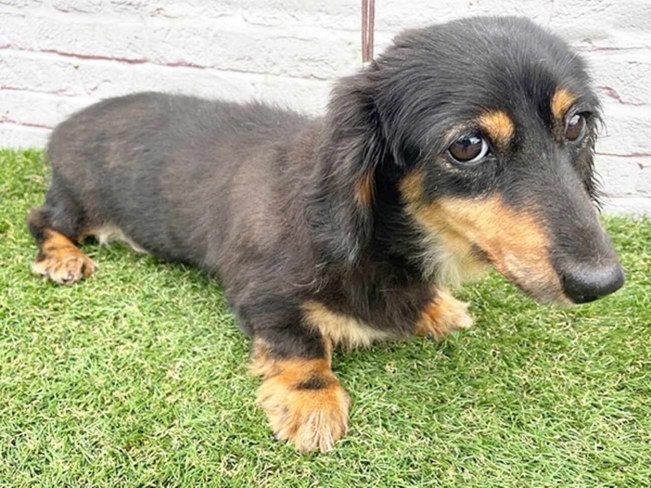 ミニチュアダックスフンド」千葉県 - 犬の里親募集(504136