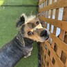 明るくて甘えん坊ハラヘッターくん サムネイル4