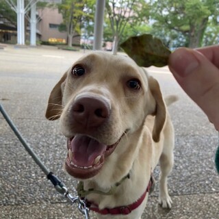 シダモ（ラブラドール）