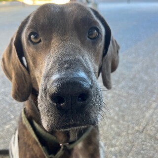 トゥクル（プロットハウンド）