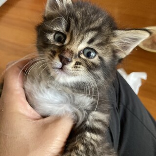 【11/17里親会参加！】キジ子猫：ひまわり