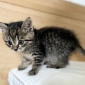 超ポジティブ！天真爛漫ティンパニーちゃん