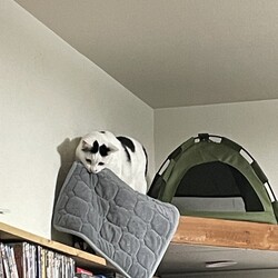 「まつりさん、どうしても何かが許せないw」サムネイル2