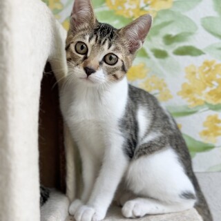 可愛いキジシロ子猫