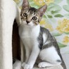 可愛いキジシロ子猫 サムネイル1