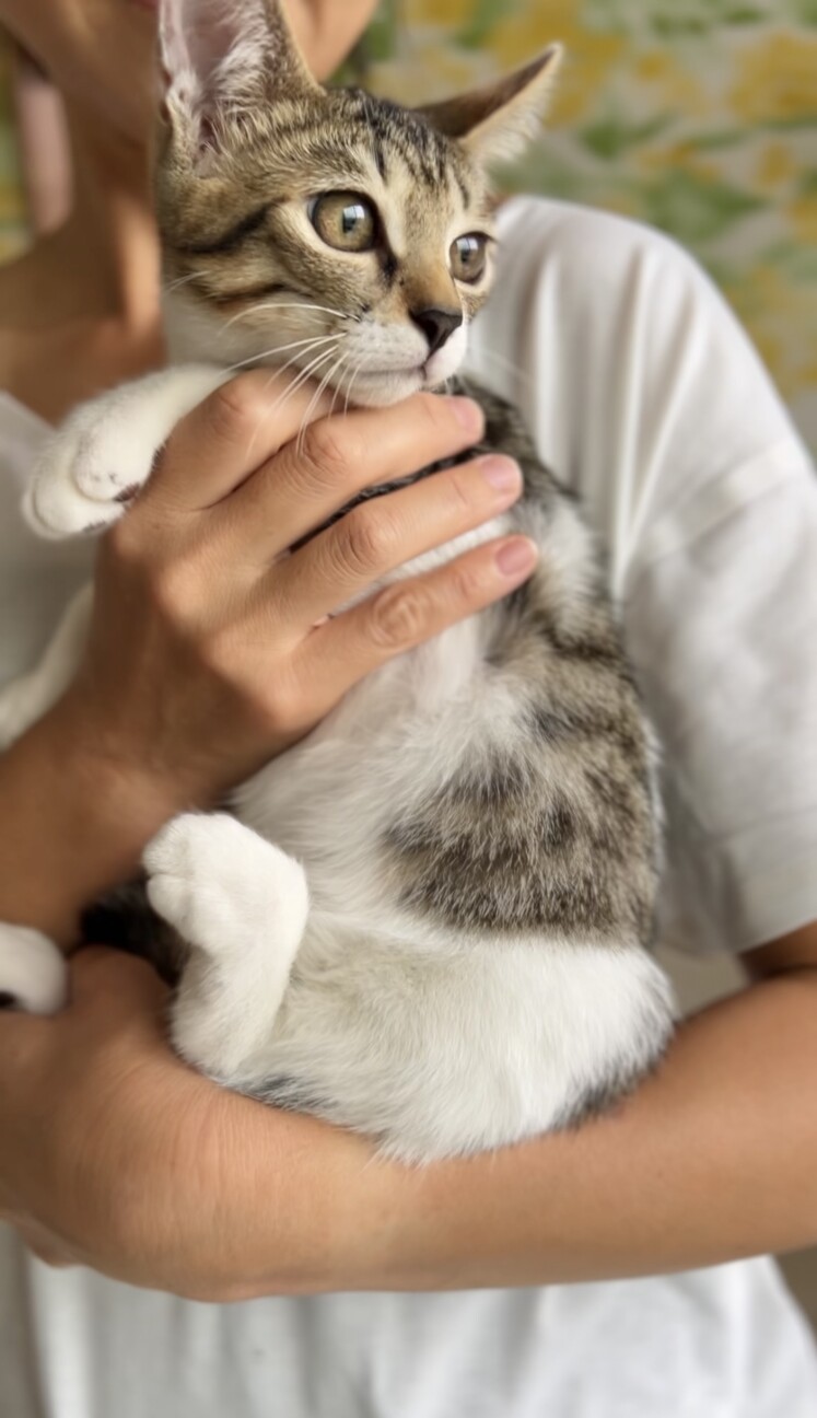 可愛いキジシロ子猫 サムネイル4