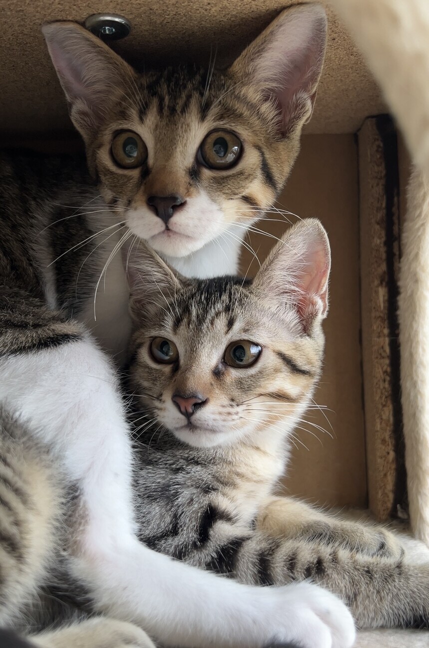 可愛いキジシロ子猫 サムネイル6