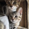 可愛いキジシロ子猫 サムネイル6