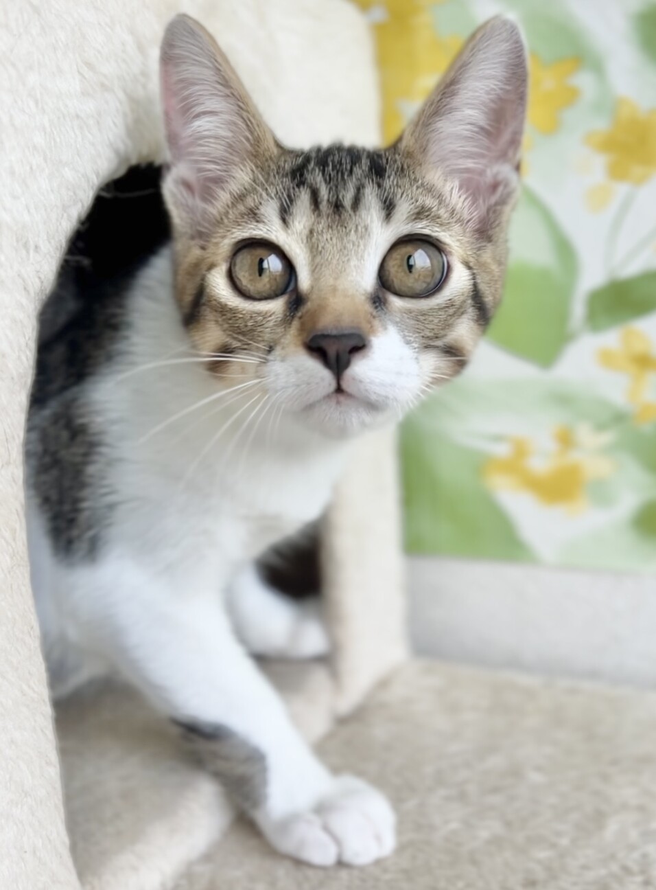 可愛いキジシロ子猫 サムネイル7