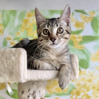 排水管から救出されたマリオ