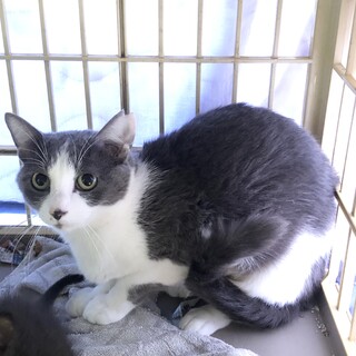 募集停止　餌やりさん、入退院生活のため、里親募集