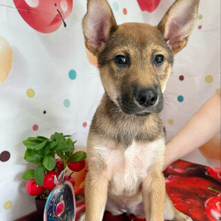 猫ともok 生後3か月中型犬女の子