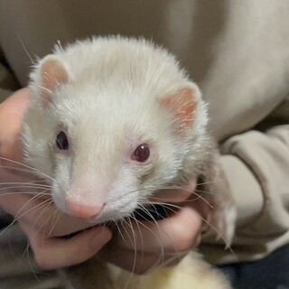 元気なフェレットの男の子です