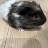 商談中 サムネイル3