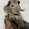 ロシアンモルモット サムネイル2