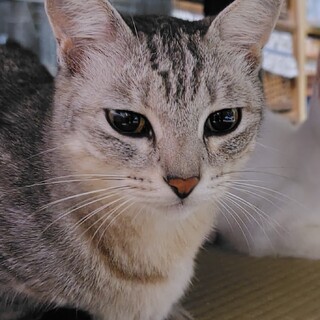 子育て上手なサバトラかぁちゃん